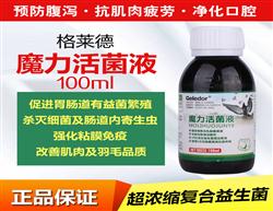 鴿飼料、鴿用品與鴿籠具企業(yè)展示平臺 探索中國鴿業(yè)大全