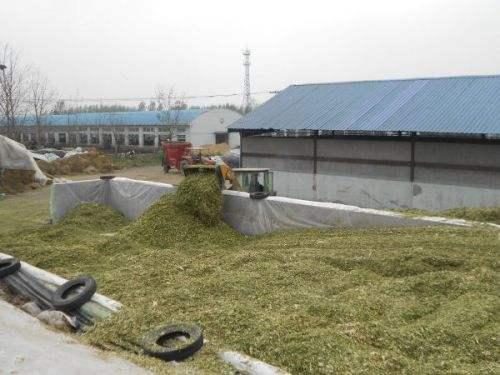 青貯飼料制作的黃金期 掌握關鍵技術，成就優質飼料